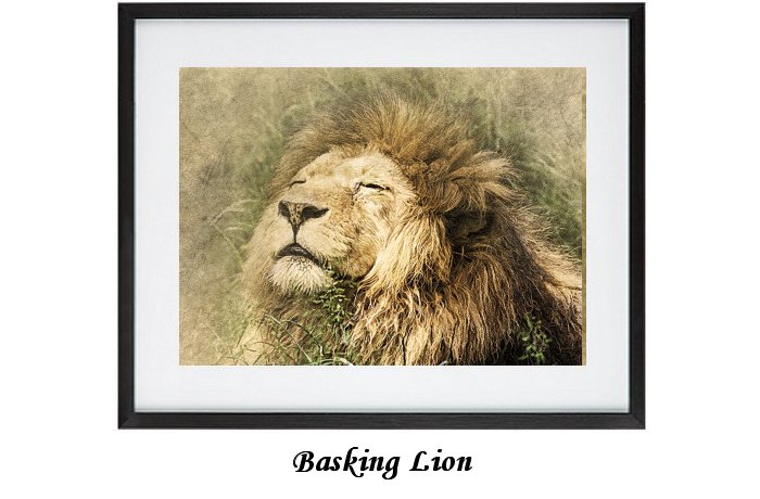 Basking Lion